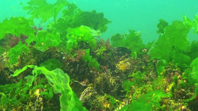Underwater landscape of the Black Sea, green and red algae on the stones