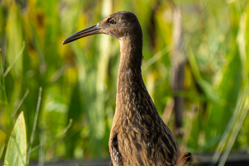 Clapper Rail, swamp bird