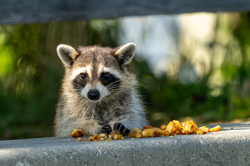 Raccoon with fries