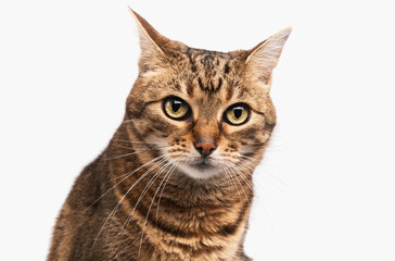 Mixed breed tabby cat isolated on white background.