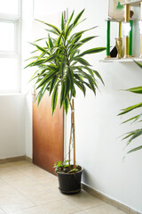 Plant in an office pot with sunshine coming through the window