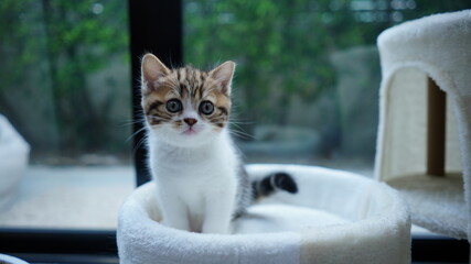 ฺBaby Scottish fold, white and brown cat acts in cute moment at home. Kitten in relax and...