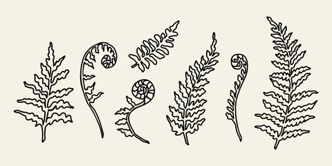 Line art fern branch illustration - obrazy, fototapety, plakaty
