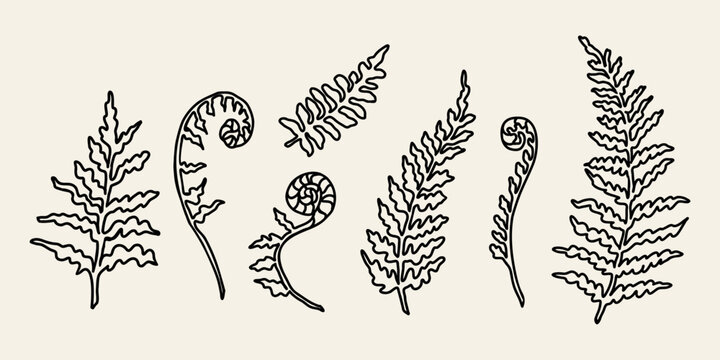 Line Art Fern Branch Illustration