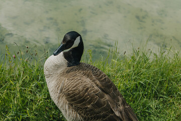Cute goose in the summer meadow.