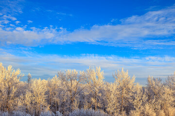 Cottonwood Trees and Hoar Frost