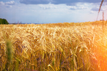 Low angle shallow depth of view of golden wheat in summer against cloudy sky