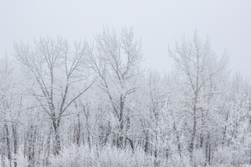 Hoar Frost and Fog