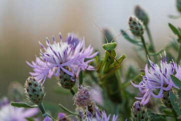 Mantis - Mantis religiosa green animal sitting on a blade of grass in a meadow