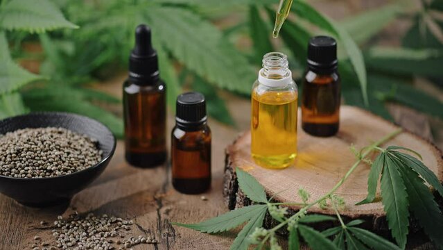 Doctor checking cannabis hemp oil. Bottles with hemp serum, CBD oil, THC tincture and cannabis leaves. Cannabis medical herbal extract. Medical CBD oil.
