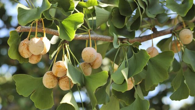 Ginkgo branch with leaves and fruits. Gingo (Ginkgoaceae) is an ancient plant that arose hundreds of millions of years ago. Contemporary of dinosaurs. This is a medicinal and ornamental plant.