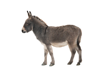 Somali donkey in winter wool isolated on white background