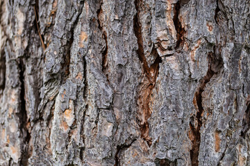 Gray dry tree bark texture background. Horizontal plane