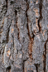 Gray dry tree bark texture background. Vertical plane