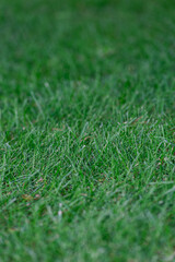 Macro close-up of green blades of grass. Nature concept. Copyspace for text, grass background. Selective focus