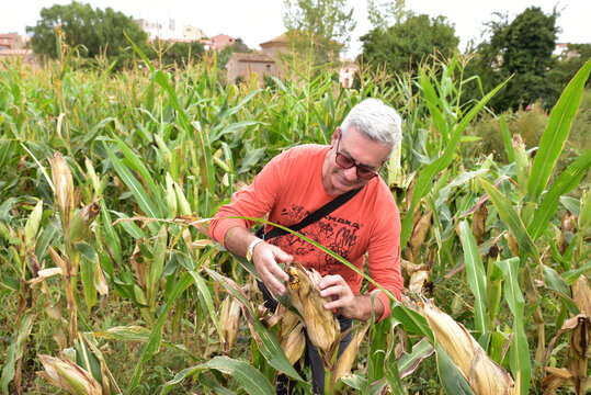 Granjero mayor cosechando maíz, en los campos de su propiedad en Cella, España