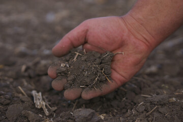 hands planting seeds in soil. farmer checks his soil