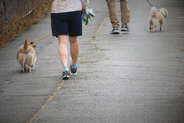 two people walking with their dogs on a street - obrazy, fototapety, plakaty