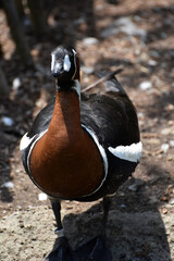 Large Red Breasted Goose Standing Close Up