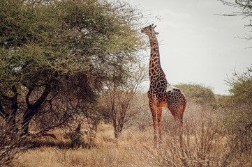 giraffe in the savannah