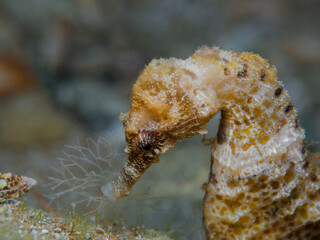 Seahorse from the Eastern Mediterranean Sea