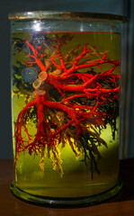 Vessels of the human circulatory system in formaldehyde solution closeup - 650829282