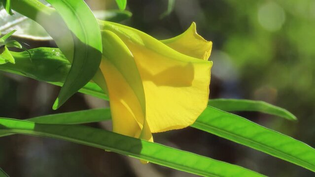 Yellow trompet flower with lens flare. Summer wild scene.