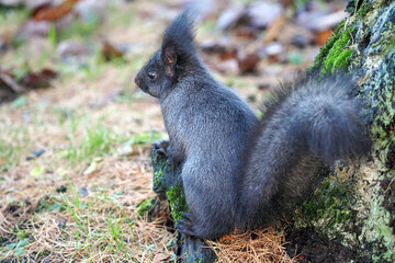 Naklejka na ściany i meble Black squirrel or Sciurus niger in autumn in the forest