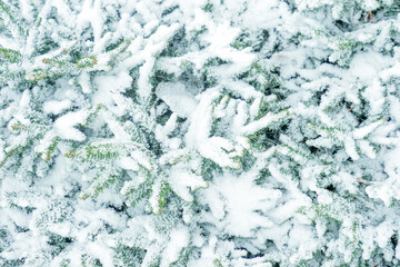 Fir branches in the forest covered with snow, winter forest background. Spruce after a snowstorm