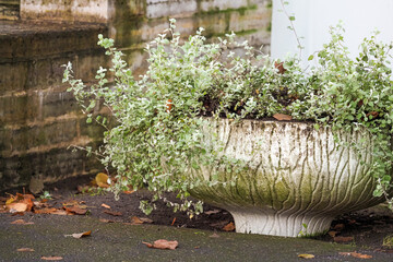 Helichrysum petiolare in a white flowerpot near the building, autumn composition - 650831657