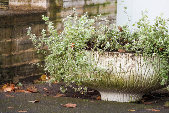 Helichrysum petiolare in a white flowerpot near the building, autumn composition