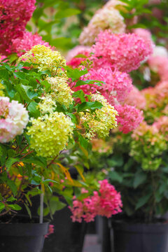 Hydrangea paniculata Rouge Diamand in garden. Shrub of hydrangea paniculata. Seasonal change in color of flowers from white to red