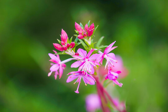 Rosebay Willowherb, Chamerion angustifolium or Epilobium angustifolium. Pink flower of Russian Tea or Ivan Chai