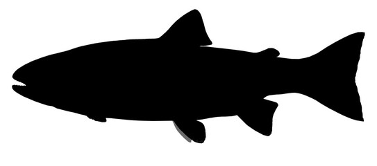 Big stencil-plate rainbow trout. River fish side view silhouette, illustration isolate realistic.