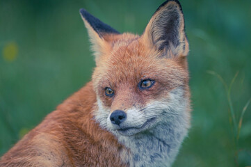 Entspannter Berliner Großstadtfuchs
