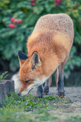 Entspannter Berliner Großstadtfuchs