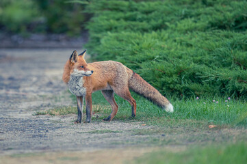 Entspannter Berliner Großstadtfuchs
