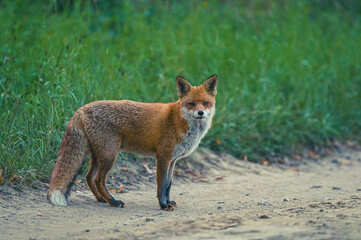 Entspannter Berliner Großstadtfuchs