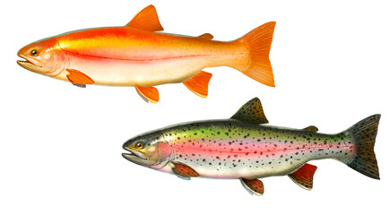 Set albino amber lake trout. Rainbow trout fish side view illustration isolate realistic on white background.
