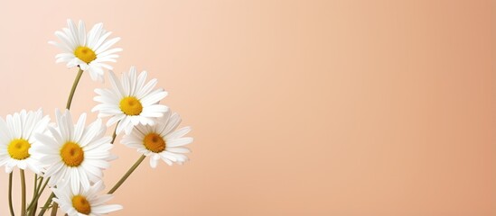 Fototapeta premium Chamomile daisy on peach background Minimalist floral concept Creative still life summer background