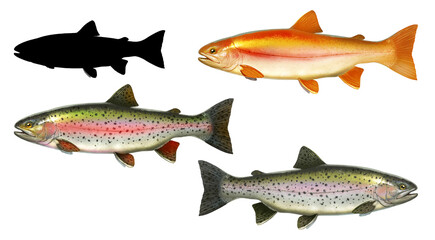 Set albino amber lake trout. Rainbow trout fish side view illustration isolate realistic on white background silhouette.