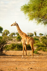 Giraffe in Kenia stehend in der Landschaft