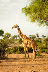 Giraffe in Kenia stehend in der Landschaft