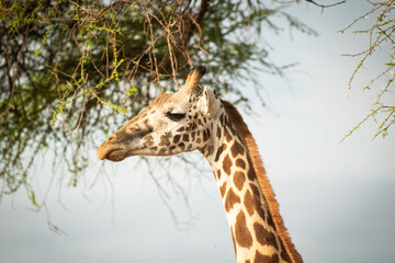 Nahaufnahme eines Giraffen Gesichts in Kenia