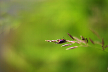 beetle on a spikelet