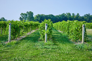 Fototapeta na wymiar Rows of grapes in vineyard with poles and neat rows on summer day