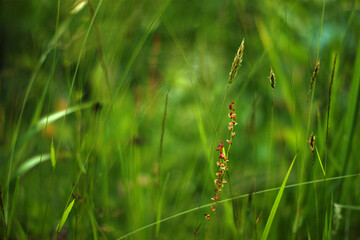 red flower in the grass