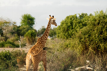 Giraffe in Kenia wegschauend