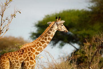 Nahaufnahme einer Giraffe in Kenia