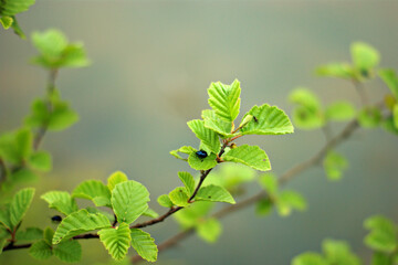 silver beetle on a branch